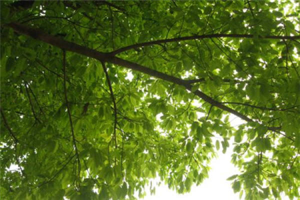 Ficus macrophylla