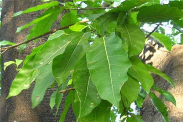 Ficus macrophylla