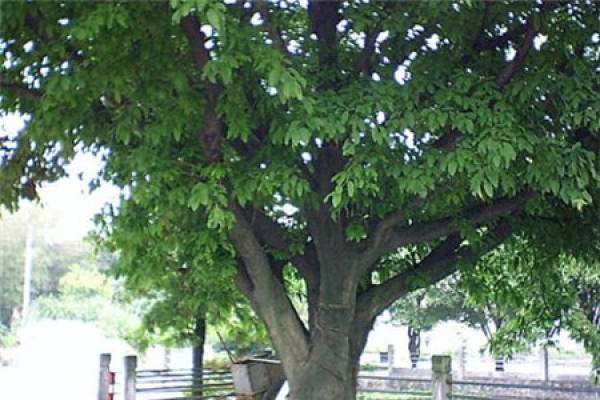 Ficus macrophylla