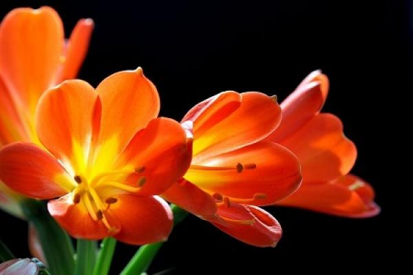 Clivia miniata