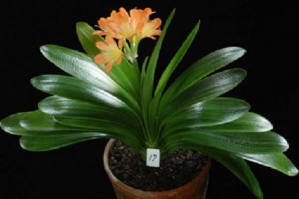 Clivia miniata