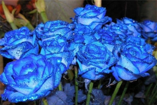Blue enchantress