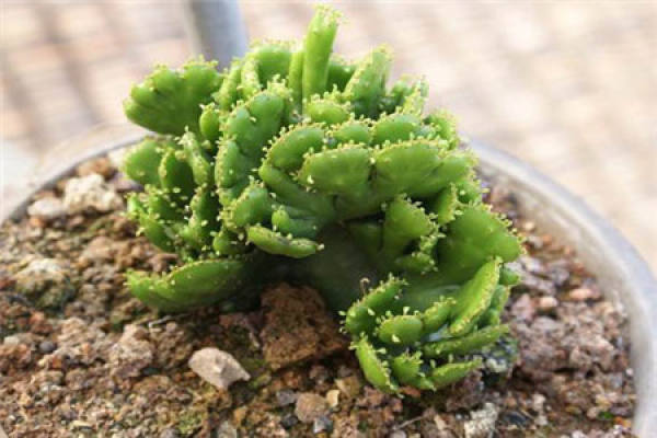 Coral Palm