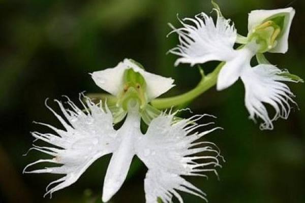 Habenaria viridis