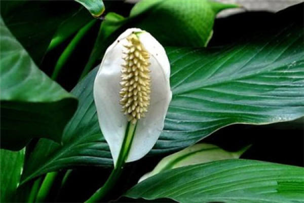 Spathiphyllin