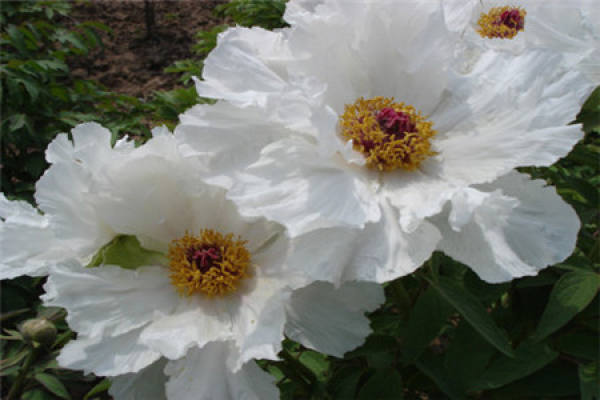 peony
