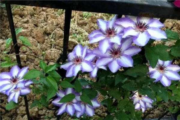 Clematis