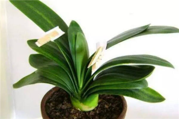 Clivia miniata