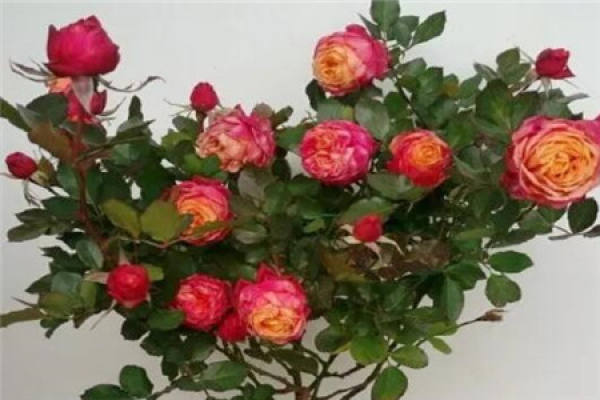 Chinese rose