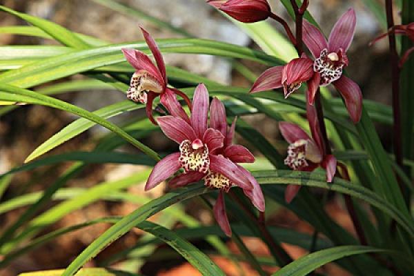 Cymbidium