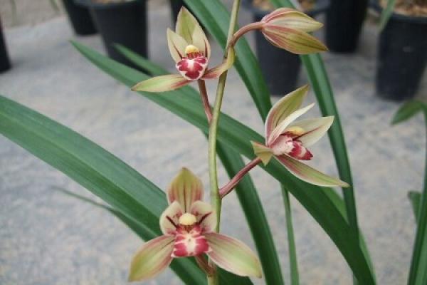 Cymbidium pendulum