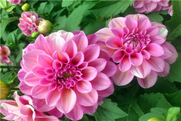Dahlia