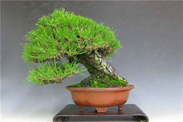 Osaka Pine