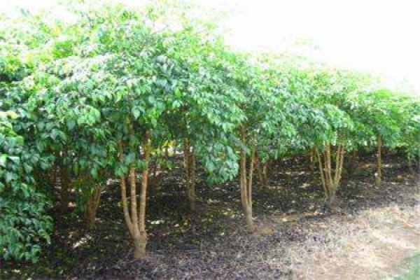 Saposhnikovia Saposhnikovia