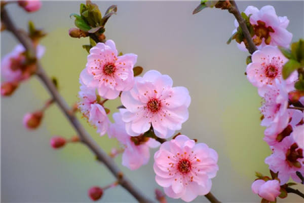 Gan Zhi Mei