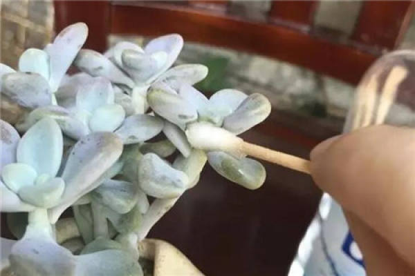 Cotton ball stick insecticidal