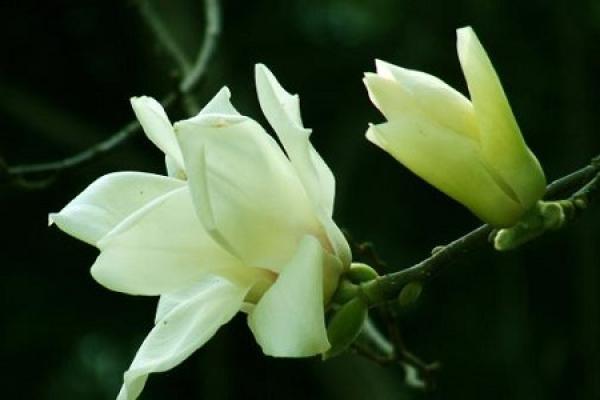 Orchid
