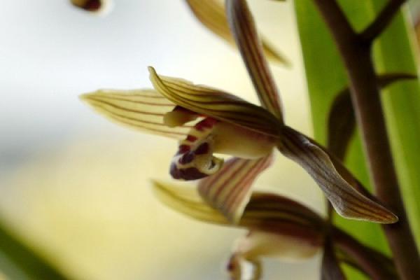 Cymbidium macranthum