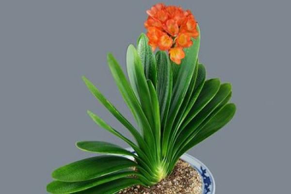 Clivia miniata