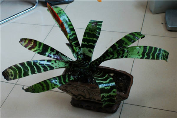 Tiger Skin Palm