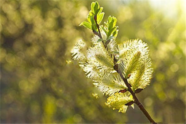 Fading Willow