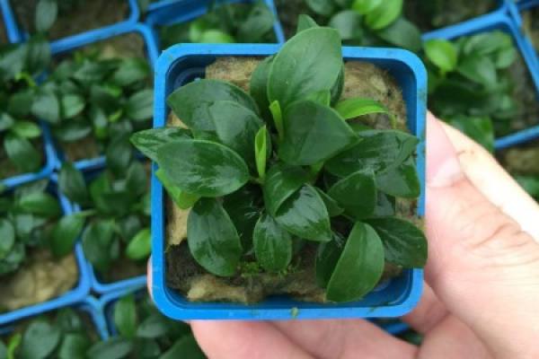 Ficus microcarpa