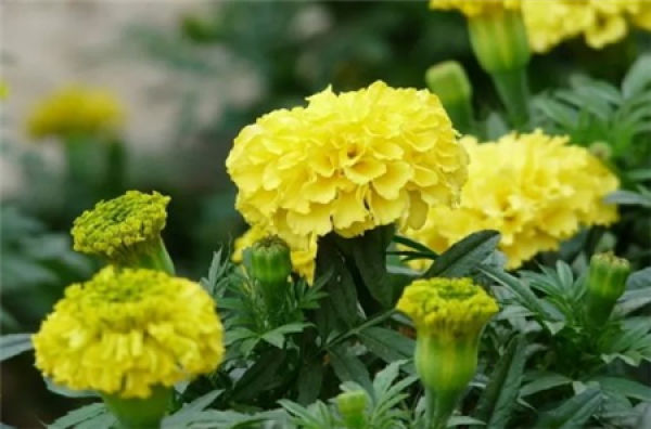 Marigold