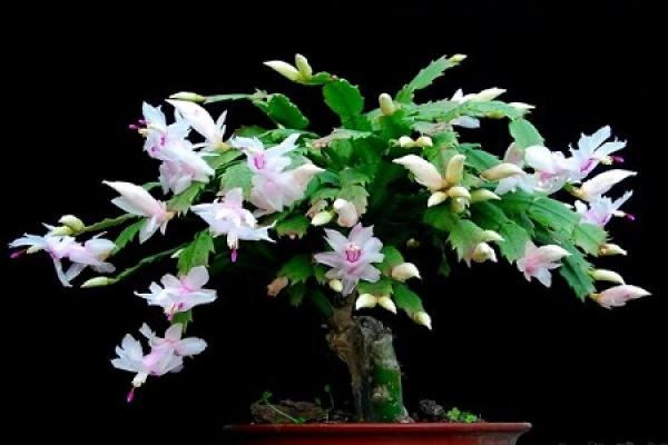 Zygocactus japonicus