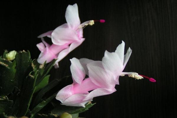 Zygocactus japonicus