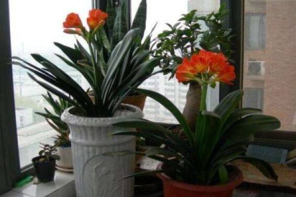 Clivia miniata