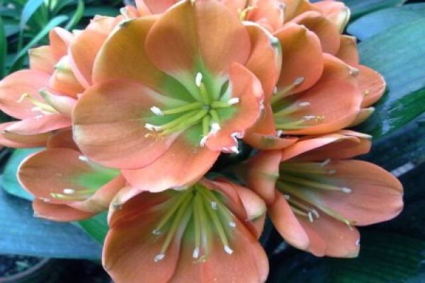 Clivia miniata