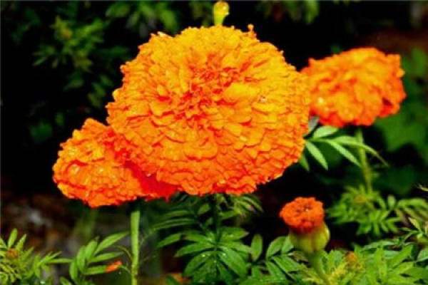 Marigold