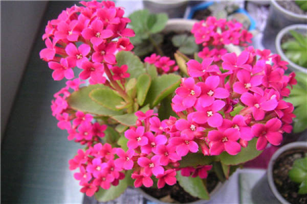Jonquil
