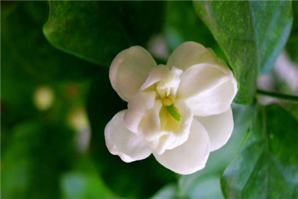 Jasmine