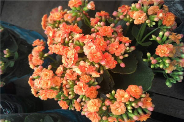 Jonquil