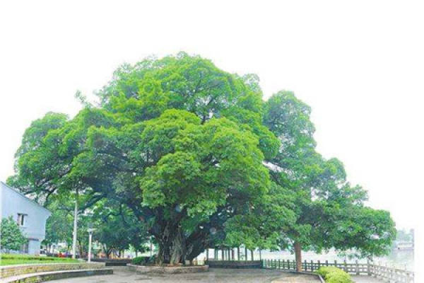 Ficus microcarpa