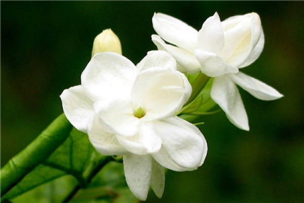 Gardenia
