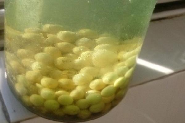 Soaking soybean in water
