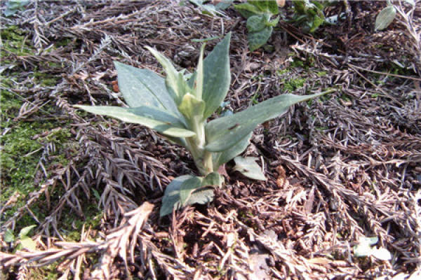 Goodyera maculata