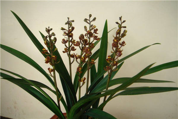 Herba Primulae