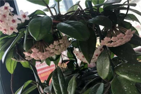 Hoya