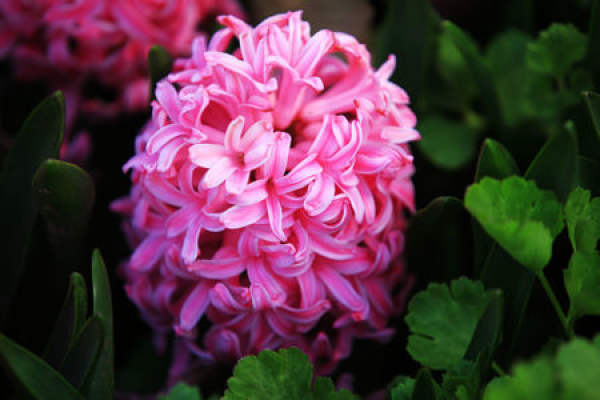 hyacinth