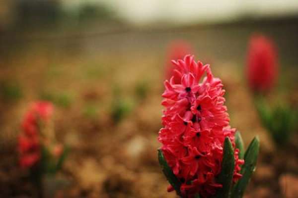 hyacinth