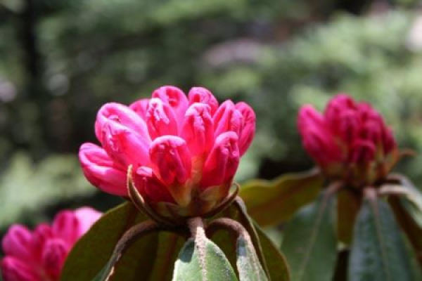Rhododendron