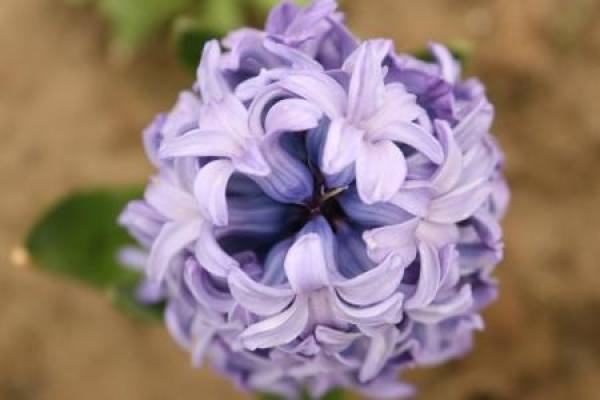 Hyacinth