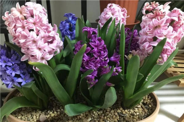 Hyacinth