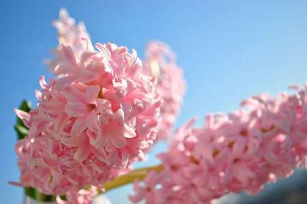 Hyacinth
