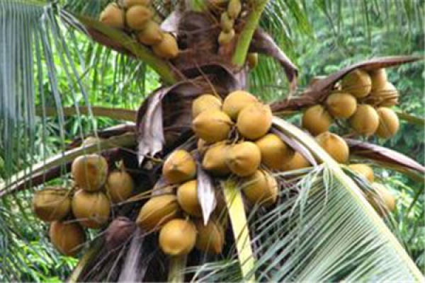 Yellow Coconut