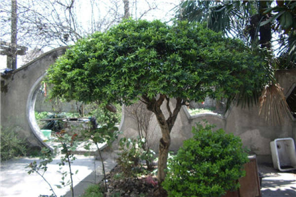 Boxwood