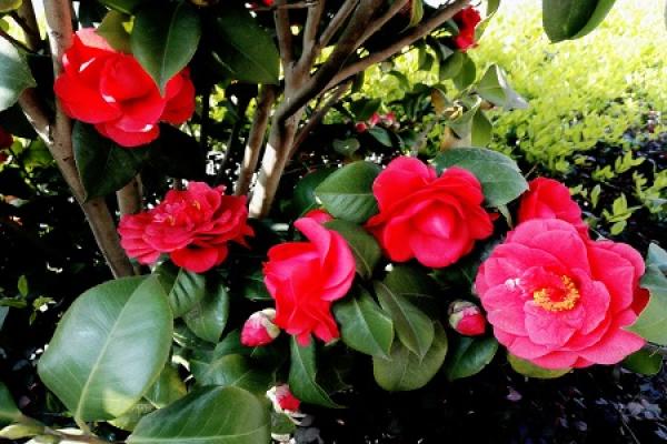 Camellia